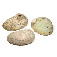 Abalone skjell - XXL 18-21 cm - Røkelsesholder