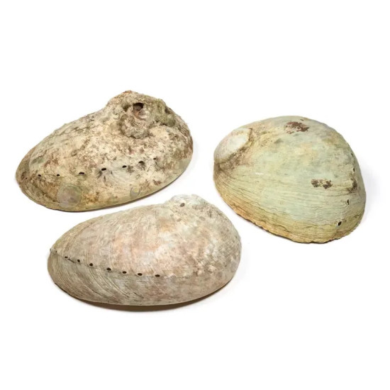 Abalone skjell - Medium 10-12 cm - Røkelsesholder
