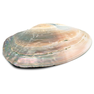 Mother of Pearl skjell - Stort 14 -16 cm - Røkelsesholder