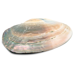 Mother of Pearl skjell - Stort 14 -16 cm - Røkelsesholder